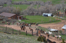 USA-Wyoming-Pryor Mountains Horse Drive